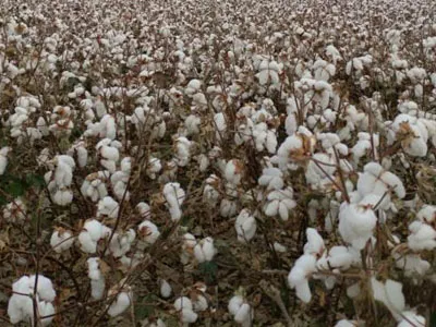 SunxFan çift girişli santrifüj fanlar tekrar yükseltildi: EC değişken frekanslı ürünlerin yeni nesli pamuk toplayıcılarının verimli çalışmasına yardımcı olur